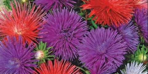 Astra igla jedinstvena mješavina - fotografija